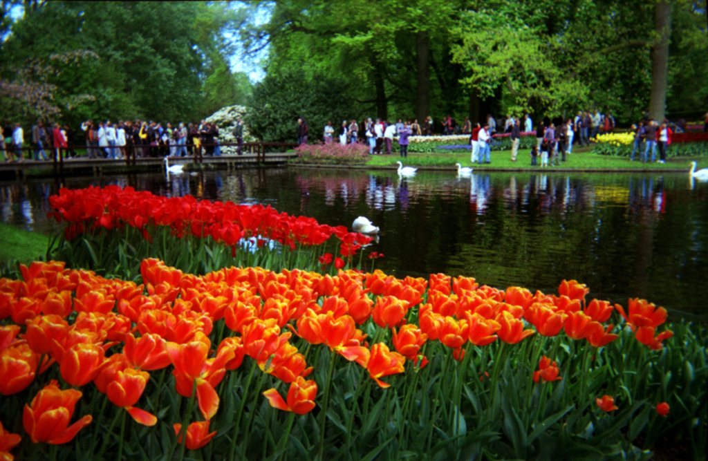 Explore the Amsterdam during the Blossoming Tulip Season