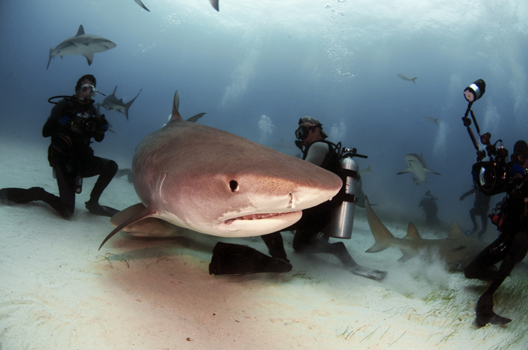 Thrill your Senses with Shark Diving at Bahamas