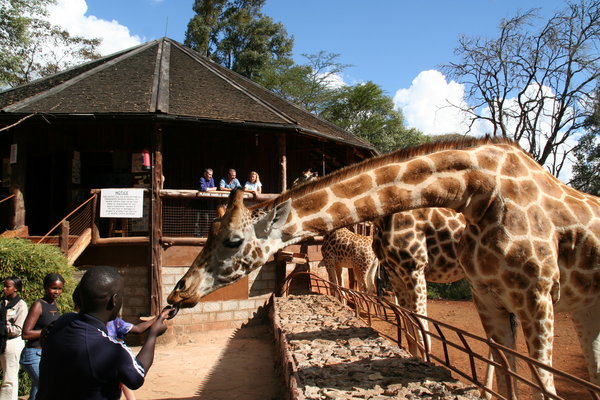 Visit the Wonderful Giraffe Center this Summer only at Nairobi